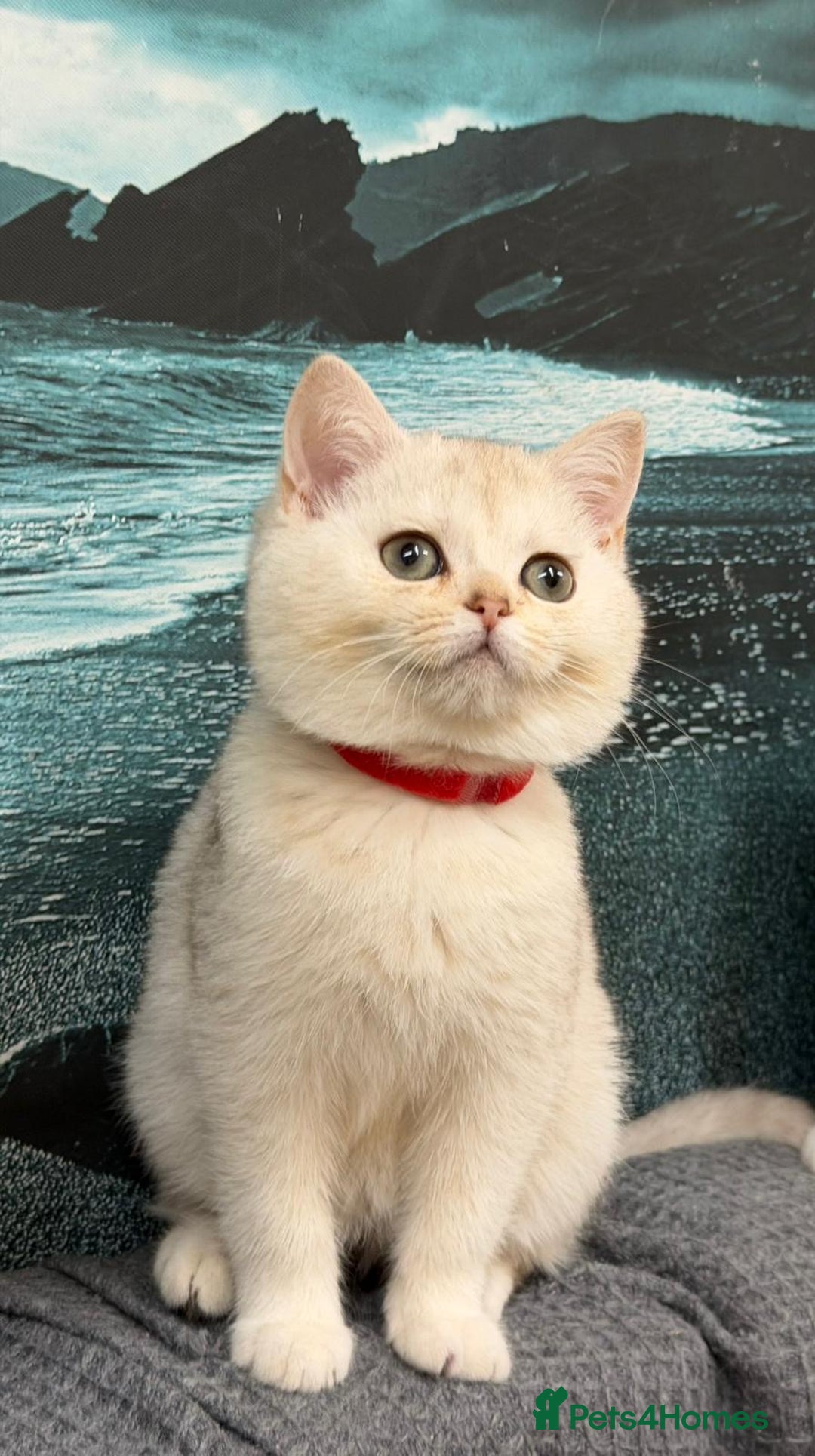 British Shorthair cats for sale: Stunning BSH golden/silver Kittens TICA - Advert 3