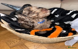 Cockapoo dogs for sale: F1 Cockapoo puppies  - Image 37