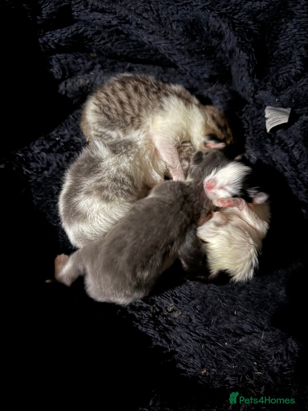 Mixed Breed cats for sale: Baby kittens  - Advert 2