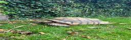 Tortoise reptiles for sale: 15 year old Sulcata tortoise  - Advert 2