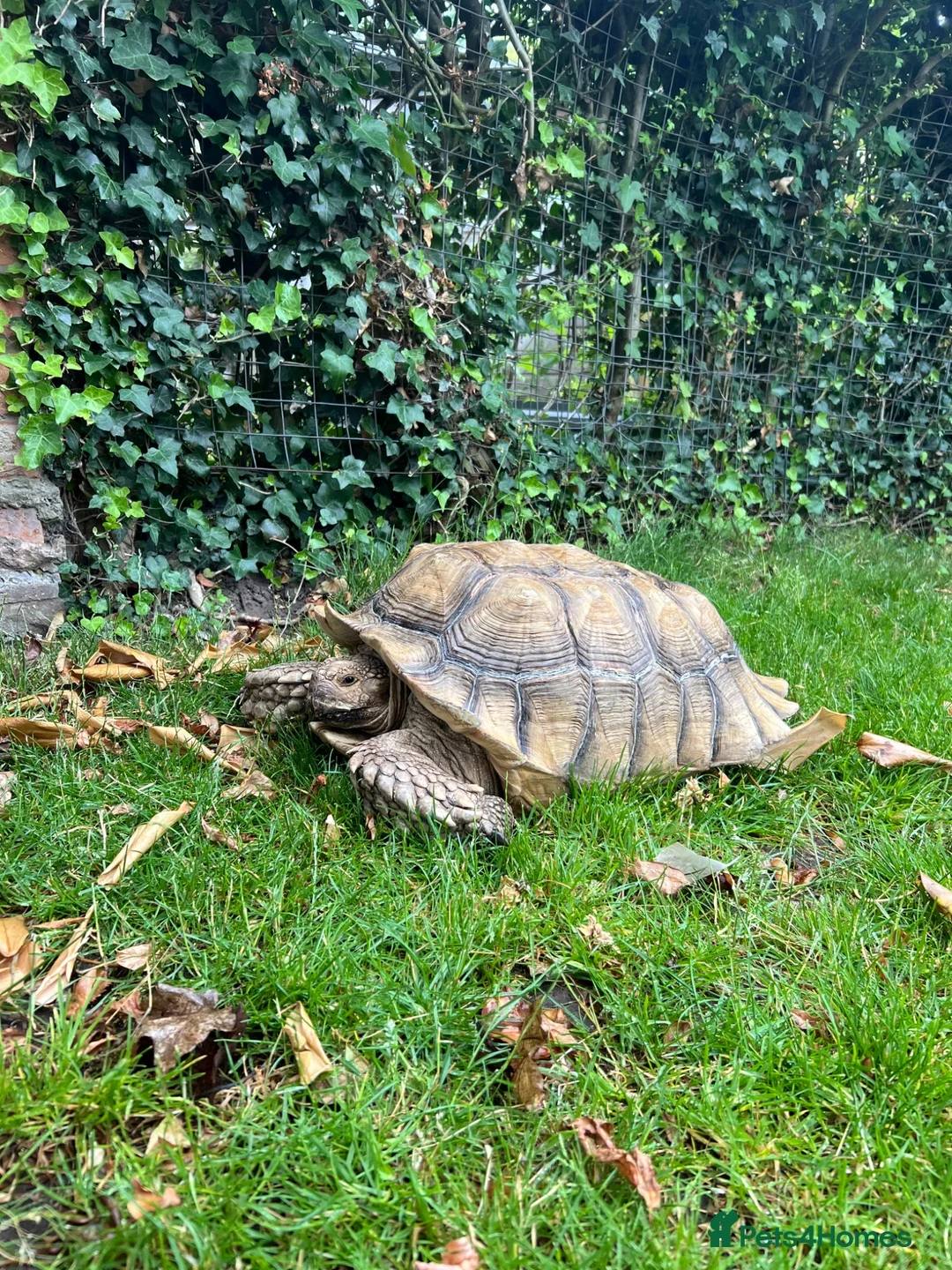 Tortoise reptiles for sale: 15 year old Sulcata tortoise  - Advert 2