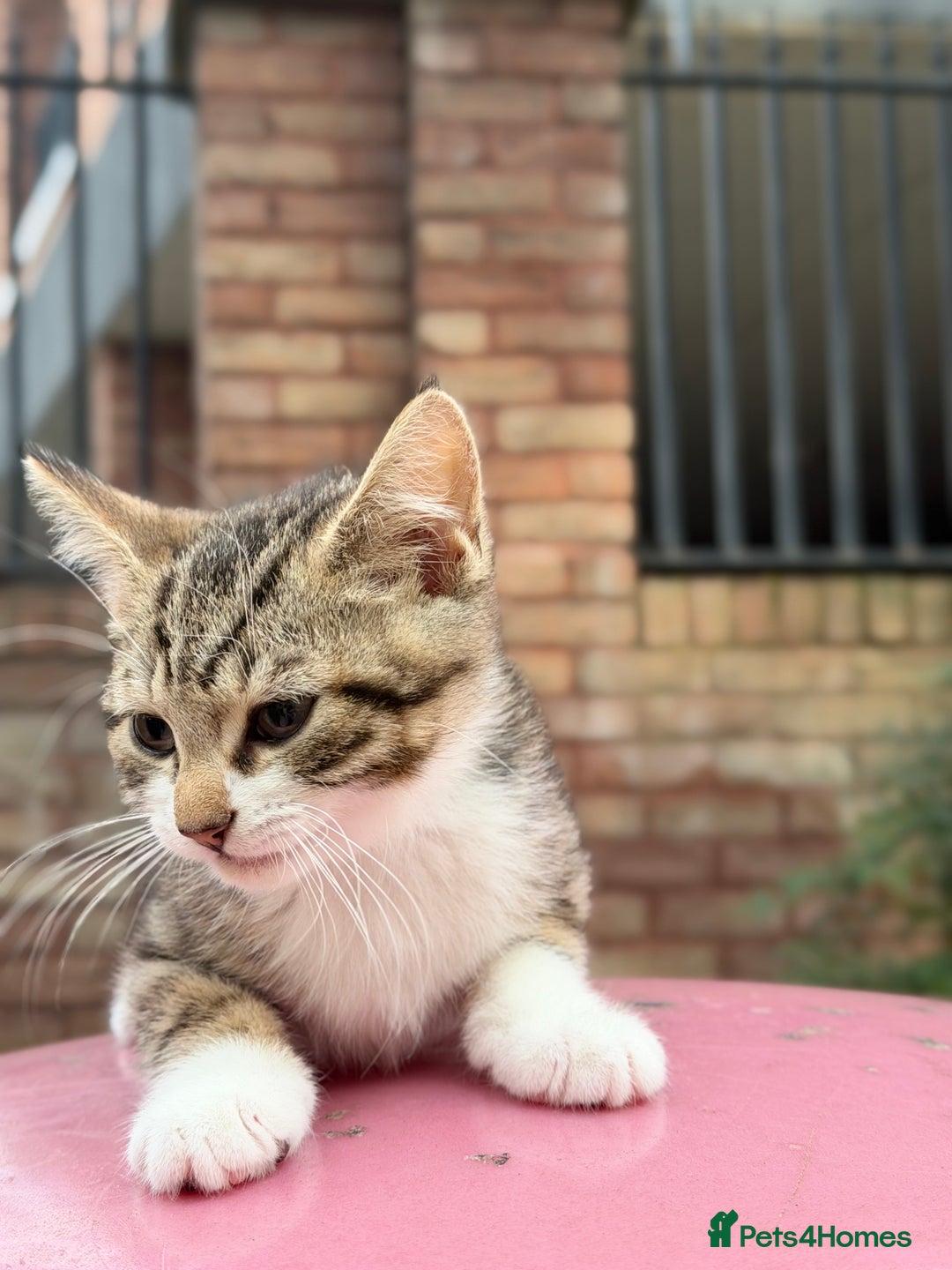 Norwegian Forest Cat cats for sale: Norwegian Forest Cat Mix kitten - Advert 7