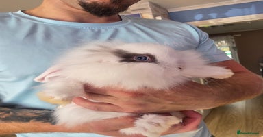Mini Lop rabbits - Advert 10