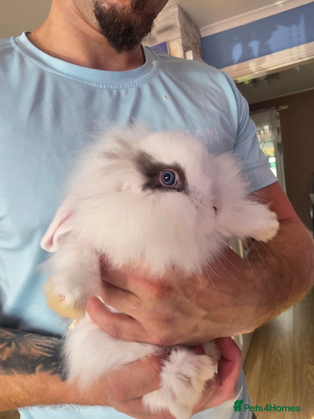 Mini Lop rabbits for sale: Mini lop bunnies ready now  - Image 4