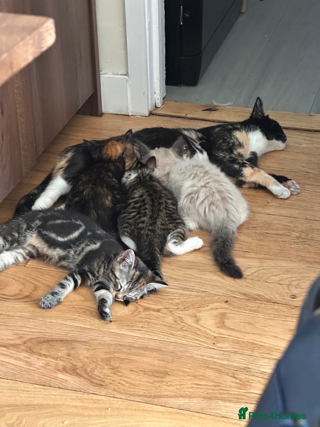 Mixed Breed cats for sale: Beautiful mixed breed kittens  - Image 8