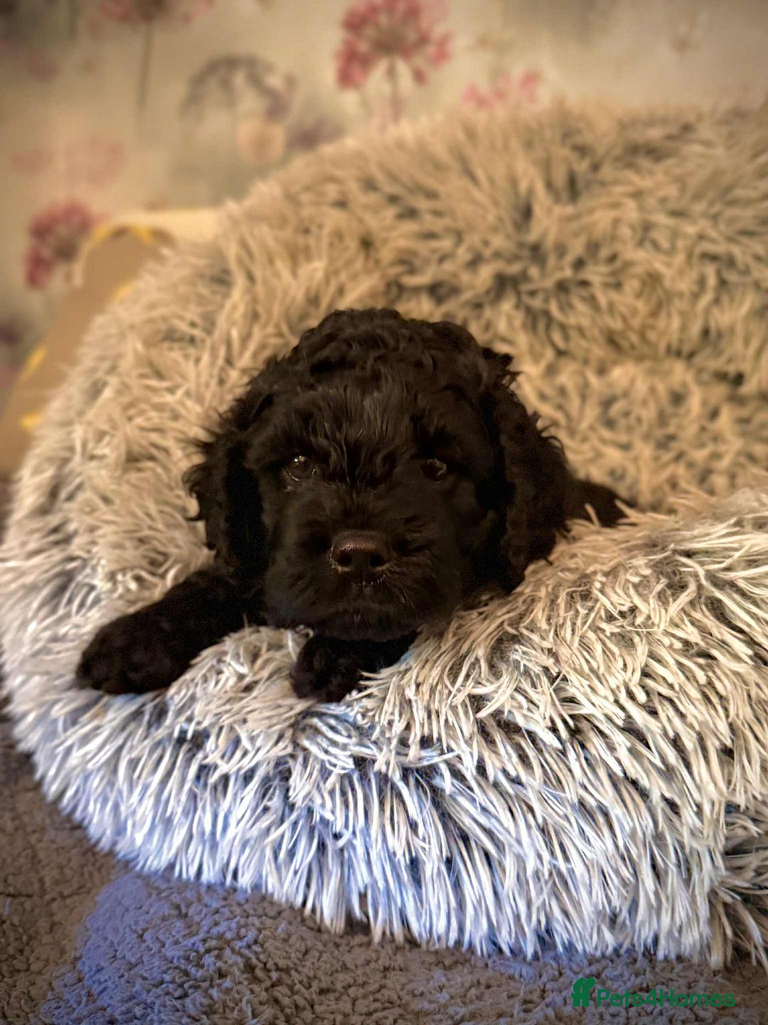 Mixed Breed dogs for sale: 💜💛🧡 PREMIUM CAVAPOOS READY TO GO 💜💛🧡 - Image 12