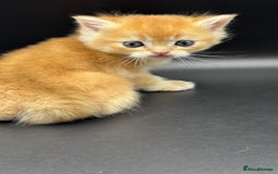 British Shorthair cats for sale: GCCF BSH GOLDEN BLACK TIPPED NY12 KITTENS - Image 16