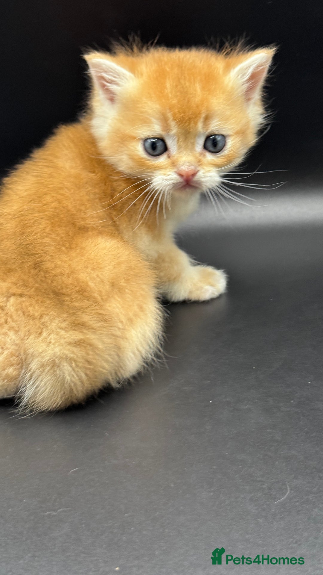British Shorthair cats for sale: GCCF BSH GOLDEN BLACK TIPPED NY12 KITTENS - Image 16