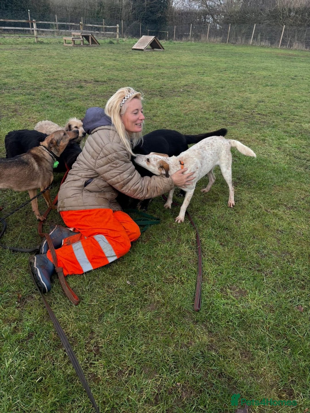Mixed Breed dogs for adoption: Trinity - Norwich Norfolk  - Advert 10