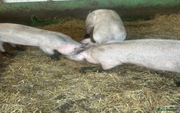 Pig livestock for sale: Large white sows  - Advert 4