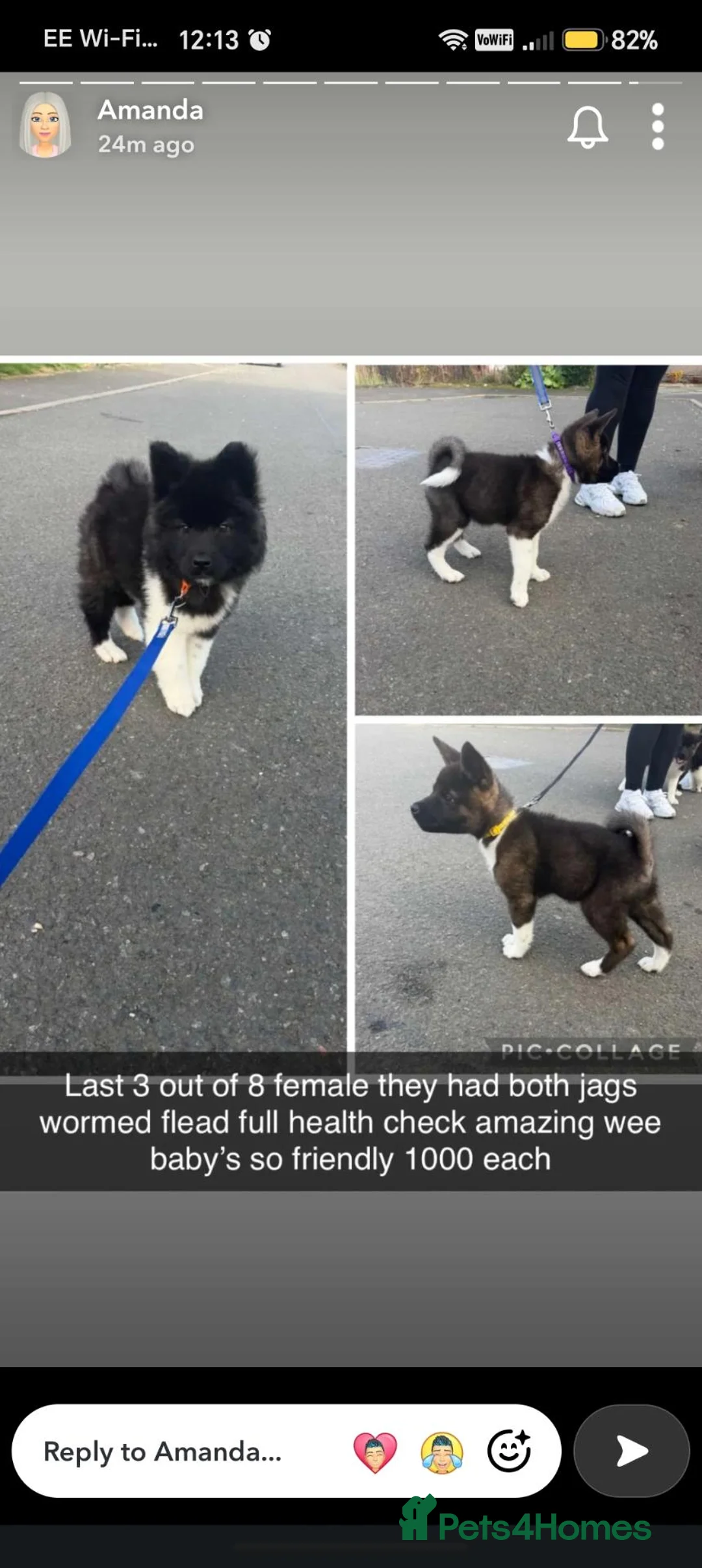 Akita dogs for sale: American akita puppys - Advert 2