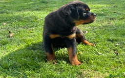 Rottweiler dogs for sale: 🏆Ready to go! By N.1 Stud in the UK METAL!!🏆 - Image 13