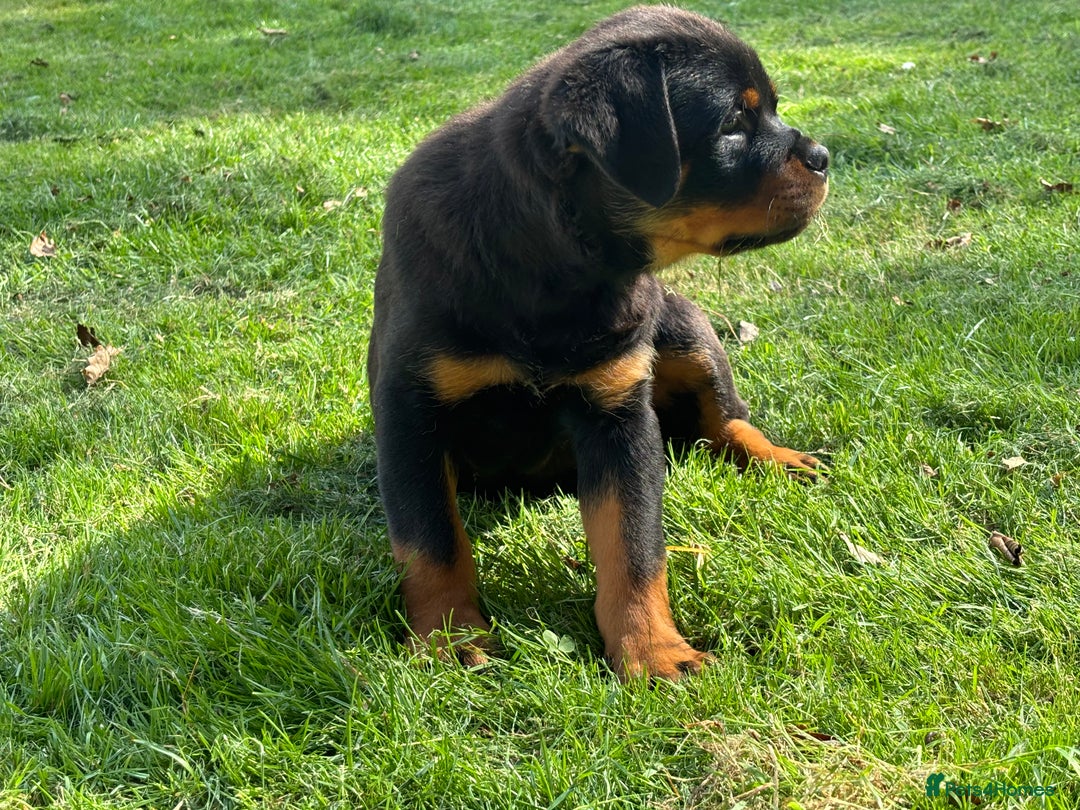 Rottweiler dogs for sale: 🏆Ready to go! By N.1 Stud in the UK METAL!!🏆 - Image 13