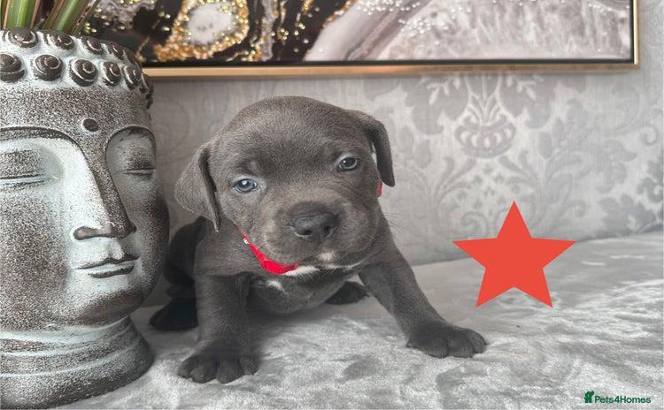 Staffordshire Bull Terrier dogs - Advert 2