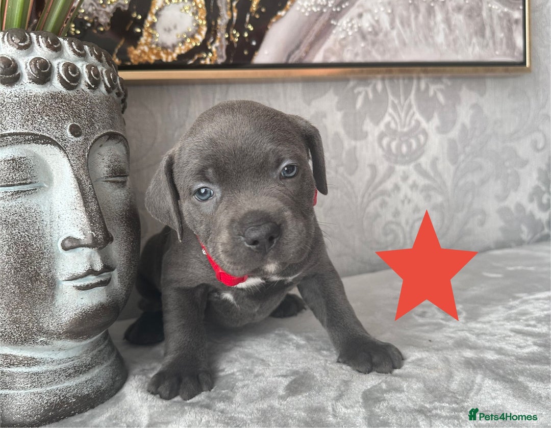 Staffordshire Bull Terrier dogs for sale: Chunky little staffy pups - Image 1