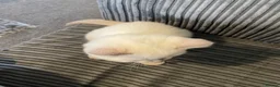 British Shorthair cats for sale: 💙 GCCF Blue Colourpoint BSH Kittens - Advert 9