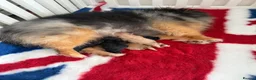 Pomeranian dogs for sale: Gorgeous Pomeranian's available   - Advert 6