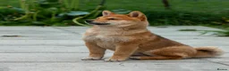 Japanese Shiba Inu dogs for sale: Pets home for stunning keeper girl  - Advert 5