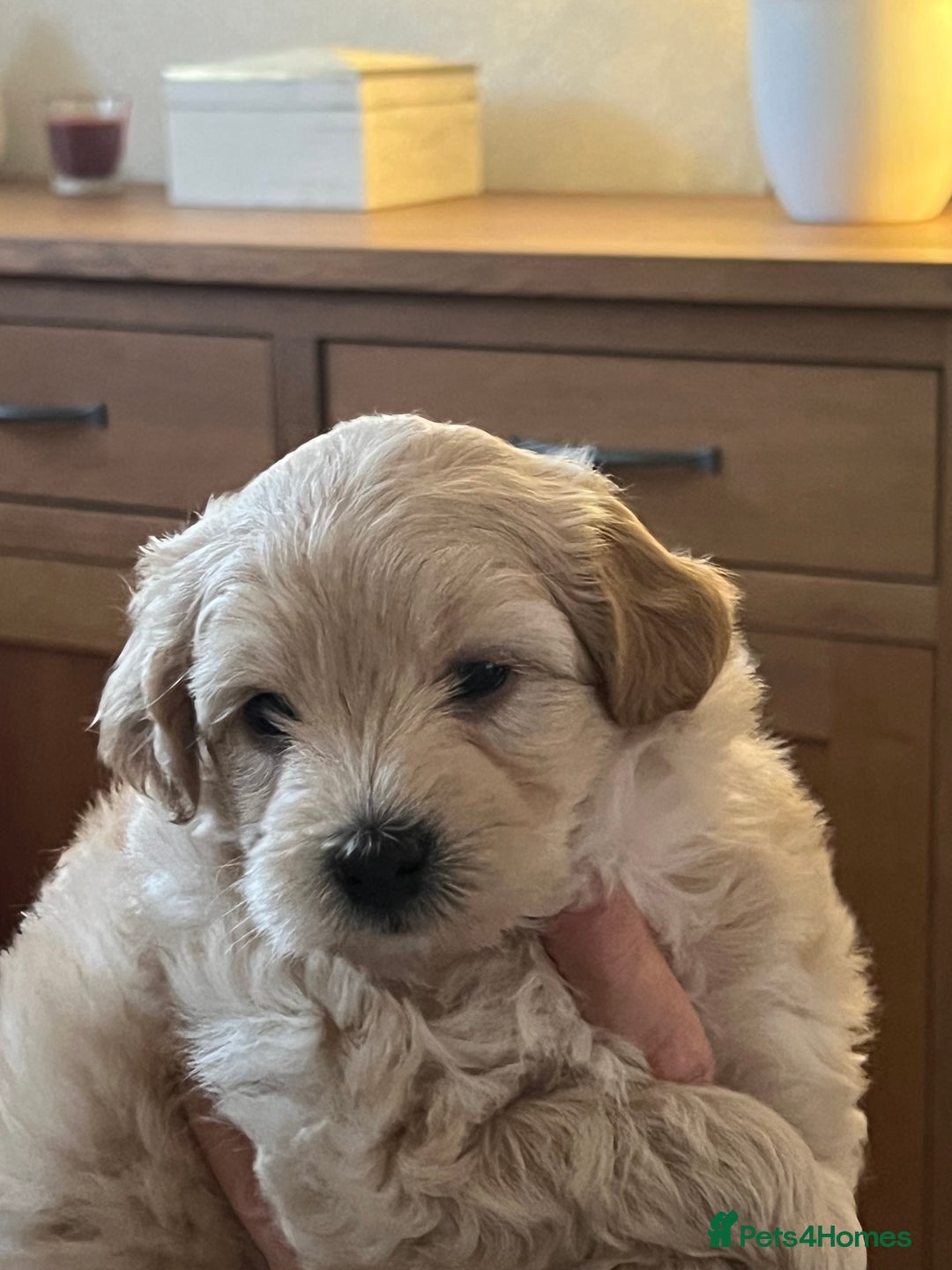 Maltipoo dogs for sale: Maltipoo puppies  - Advert 8