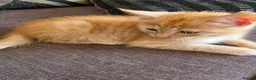Ragdoll cats for sale: Beautiful ragdoll X - Advert 3