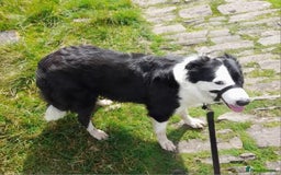 Border Collie dogs for sale: Border collie pups for sale  - Image 32
