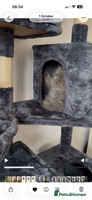 Persian cats - Advert 11