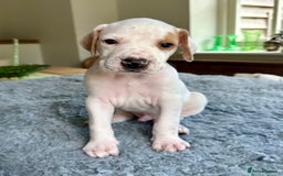Pointer dogs for sale: KC reg Pointer Puppies - Image 19
