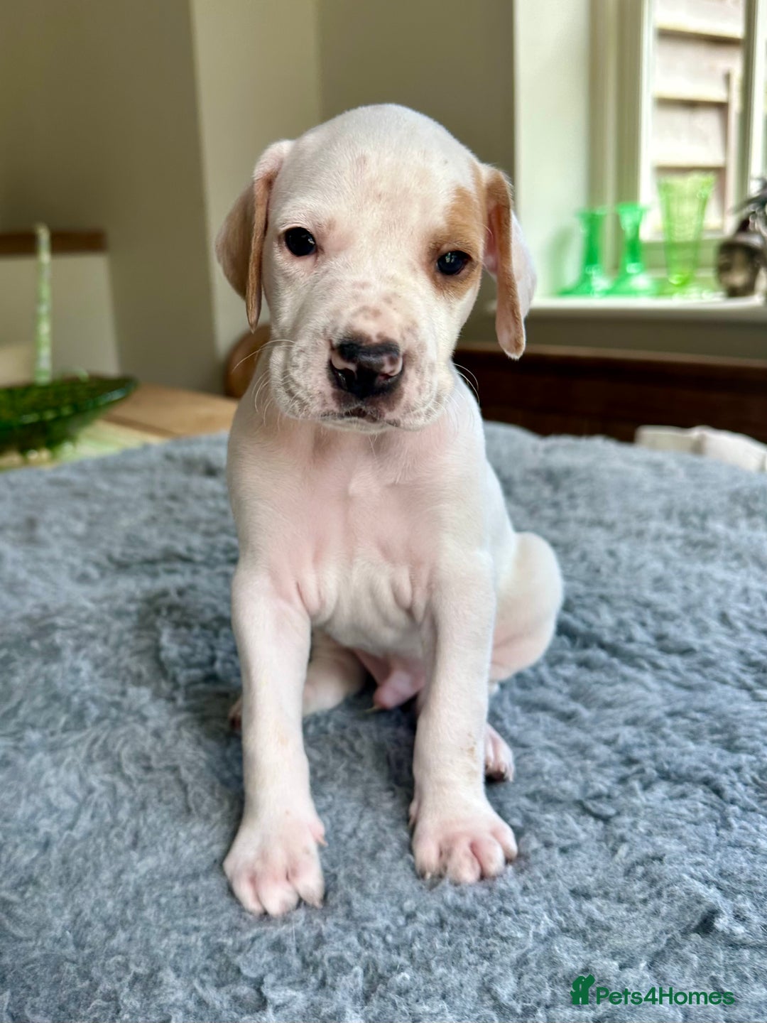 Pointer dogs for sale: KC reg Pointer Puppies - Image 19