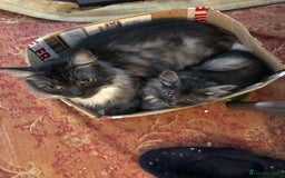 Norwegian Forest Cat cats for sale: Norweigan Forest Kittens  - Image 7