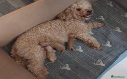 Miniature Poodle dogs for sale: MINIATURE POODLES - Image 11