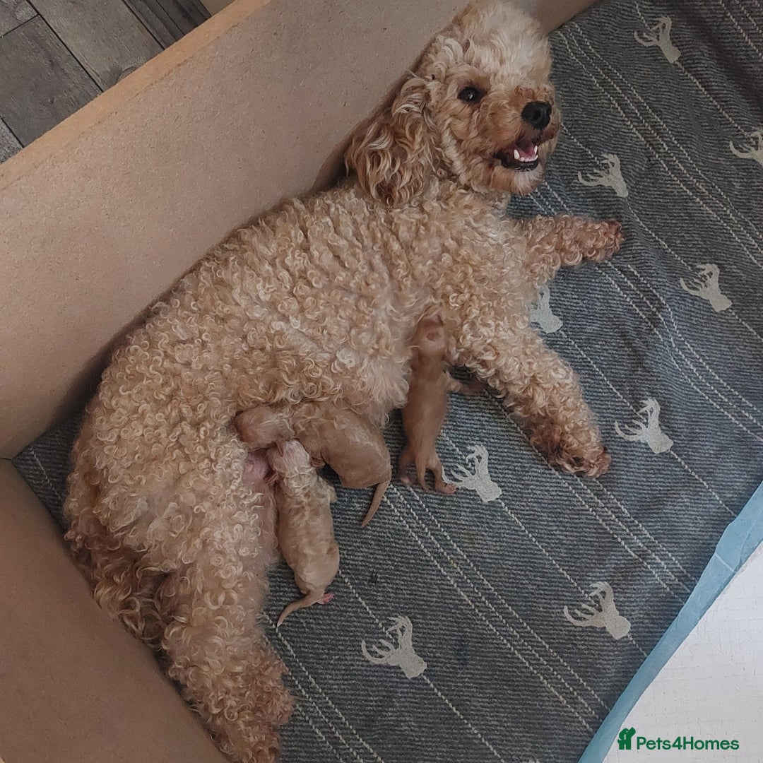 Miniature Poodle dogs for sale: MINIATURE POODLES - Image 11