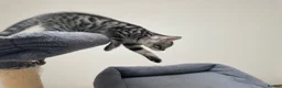 Bengal cats for sale: Bengal X READY NOW  - Advert 24