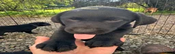 Labrador Retriever dogs for sale: Curious and playful Black Labrador Puppies in Crieff - Advert 15