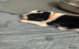 Border Collie dogs for sale: Border collie pups - Image 15