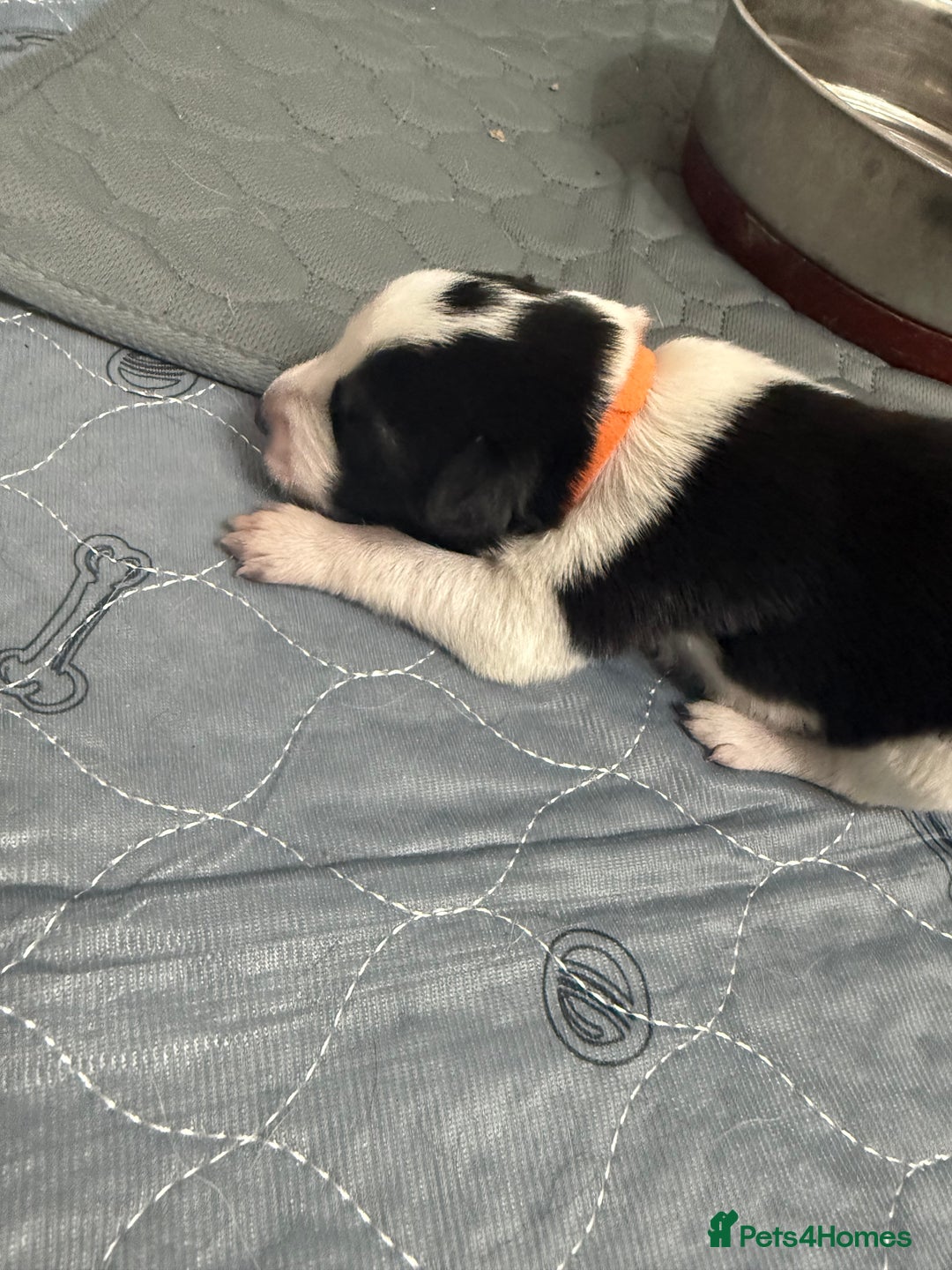 Border Collie dogs for sale: Border collie pups - Image 15