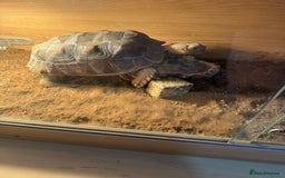 Tortoise reptiles for sale: Sulcata and Red Food Tortoise  - Advert 4