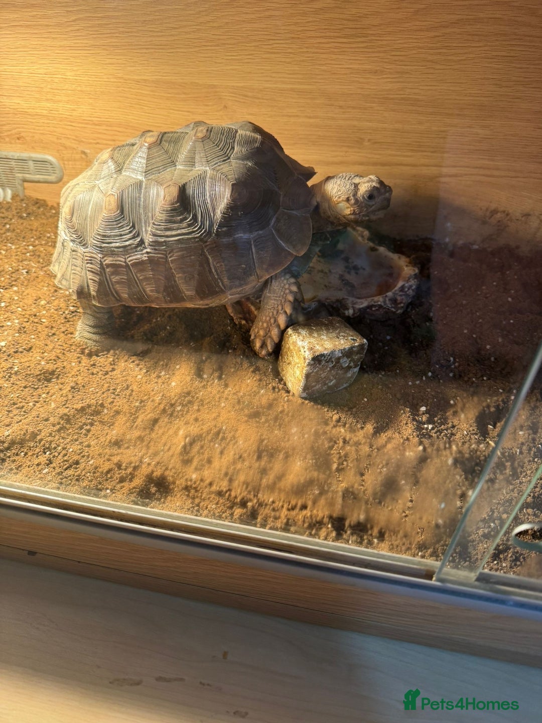 Tortoise reptiles for sale: Sulcata and Red Food Tortoise  - Advert 4