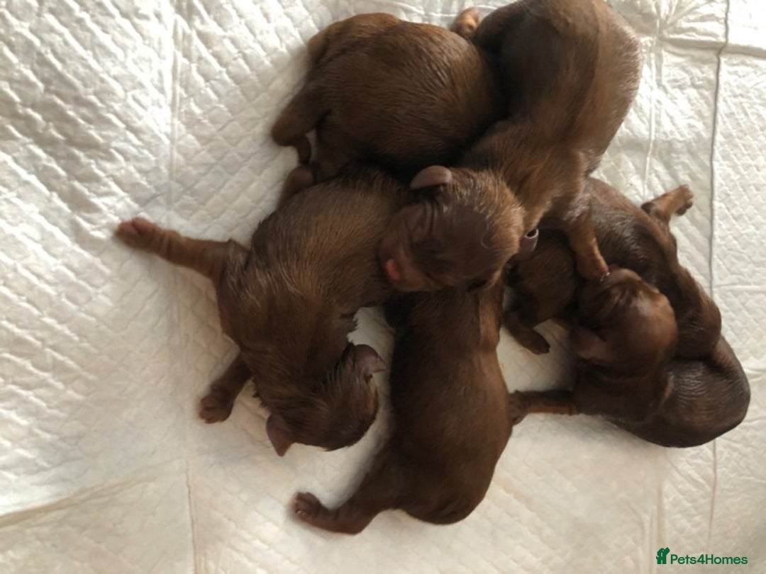 Toy Poodle dogs for stud: Amazing deep dark red. Kc registered dna clear in Porth - Advert 9