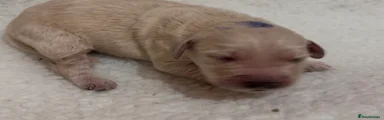 Goldendoodle 1