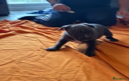 American Bully dogs for sale: Pocket bully - Image 8