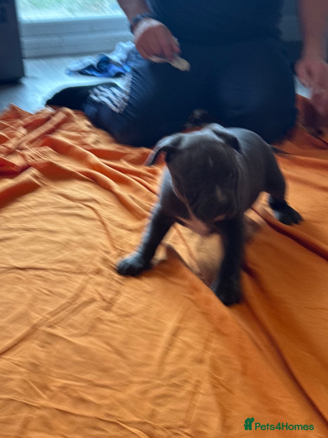 American Bully dogs for sale: Pocket bully - Image 8