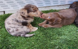Jackapoo dogs for sale: 🐶 Rare-Coloured Jackapoo Puppies  - Image 7
