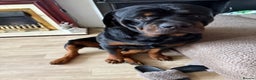 Rottweiler dogs for stud: Kc rottweiller for stud  in Sandy - Advert 4