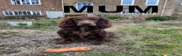 Cocker Spaniel dogs for sale: Working Cocker Spaniel Puppies in Thirsk - Advert 5