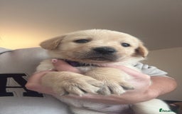 Goldador dogs for sale: Goldador puppies  - Advert 4