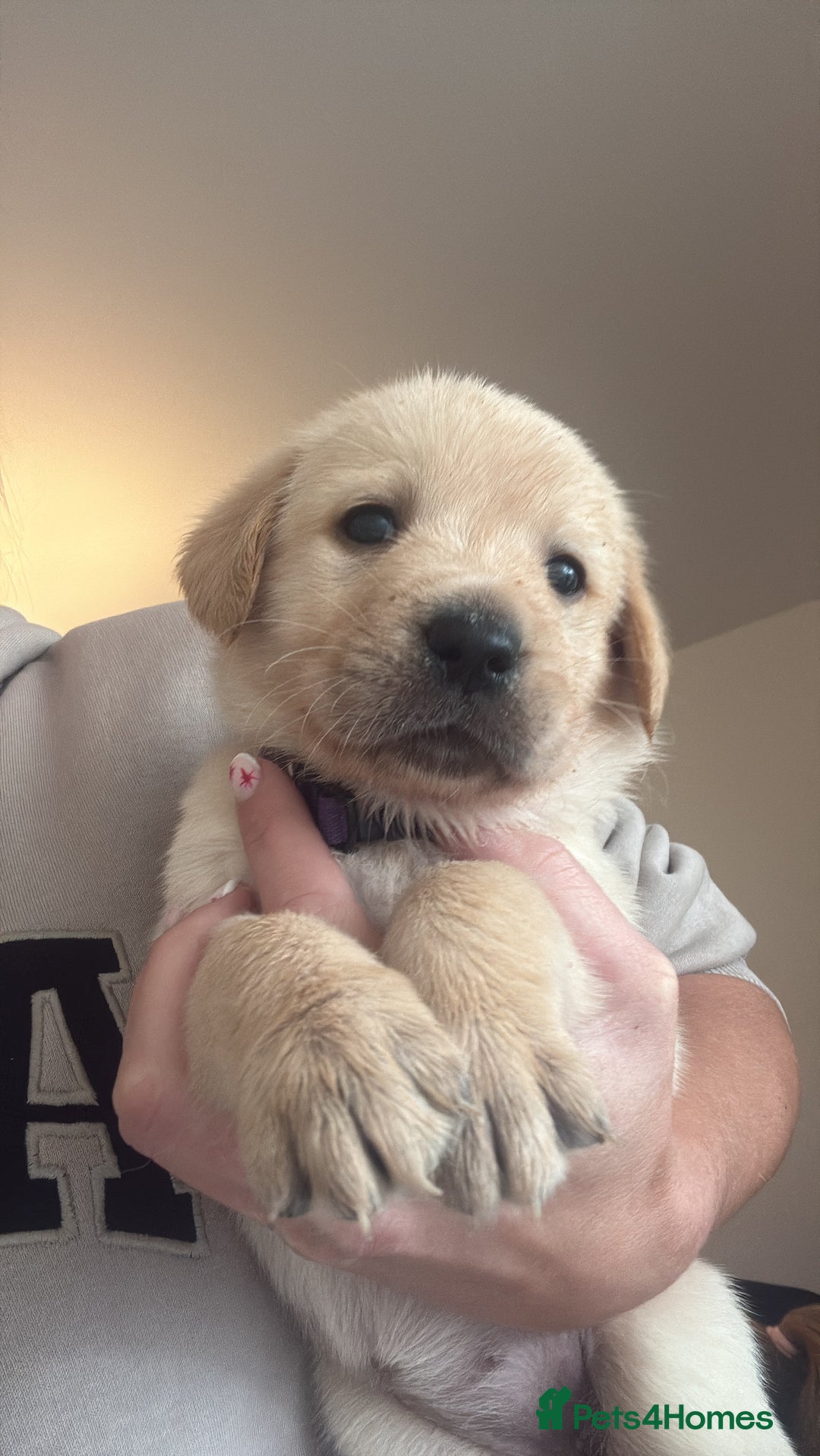 Goldador dogs for sale: Goldador puppies  - Advert 4