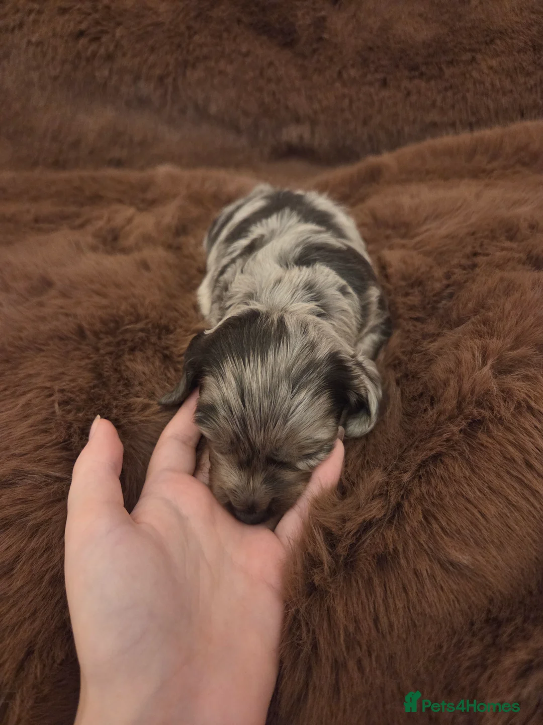 Miniature Dachshund dogs for sale: Longhaired minature dachshunds  - Advert 13