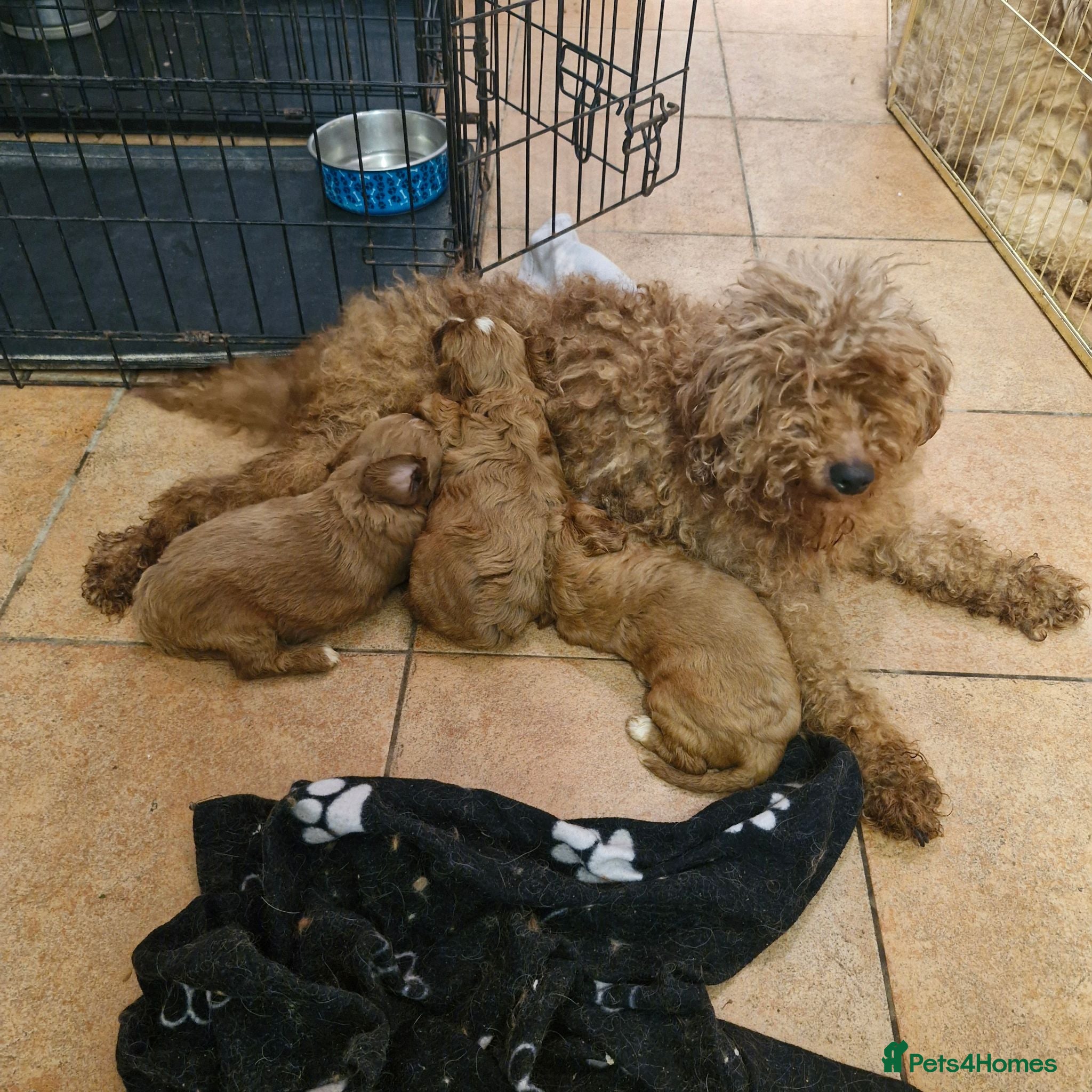 Cavapoo dogs Cavapoo puppies  - Advert 2