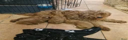Cavapoo dogs for sale: Cavapoo puppies  - Advert 2