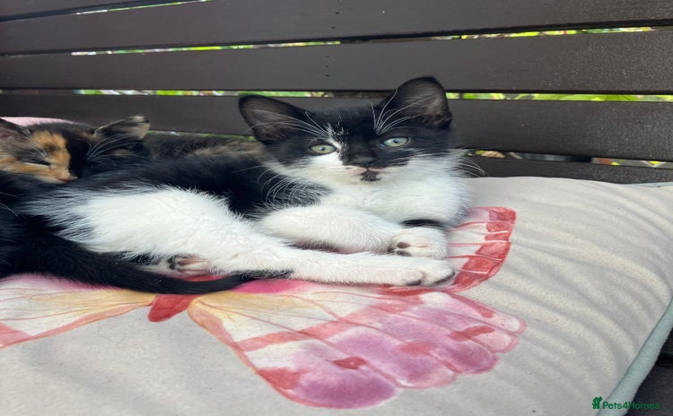 Mixed Breed cats - Advert 16